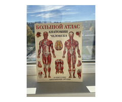 Атлас анатомия человека большой