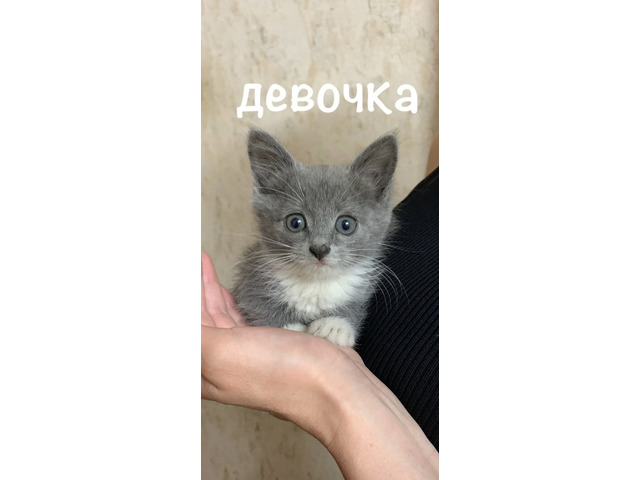 Животные, растения сайт бесплатных объявлений Маркет58. Животные, растения - 3/9