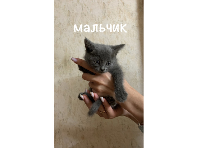 Животные, растения сайт бесплатных объявлений Маркет58. Животные, растения - 4/9