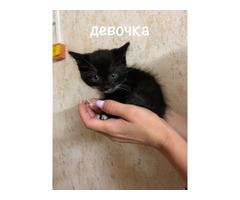 Животные, растения сайт бесплатных объявлений Маркет58. Животные, растения 6