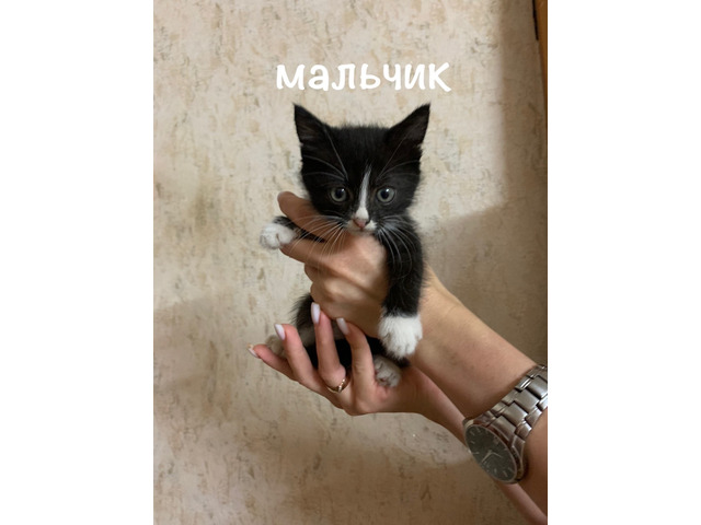 Животные, растения сайт бесплатных объявлений Маркет58. Животные, растения - 7/9